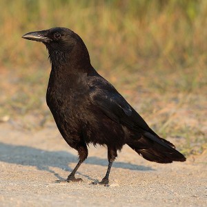 crow-corvus-brachyrhynchos
