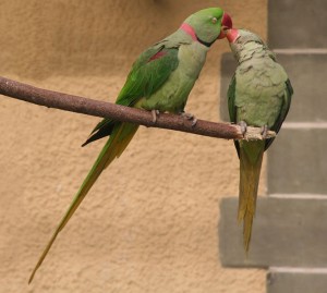Alexandrine Parakeet bird