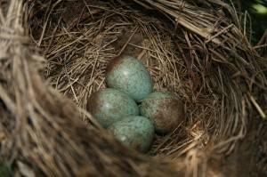 blackbird eggs