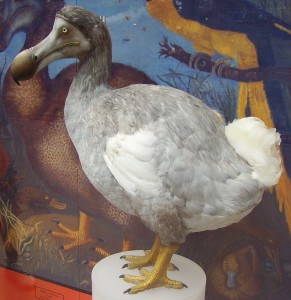 Dodo bird replica