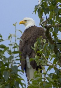 eagle bird