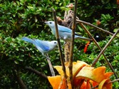 two on a branch