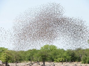 birds flocking at waterhole