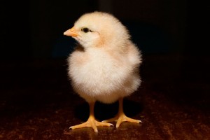 day old chick