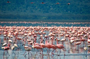 Flamingos in Tanzania, Africa #
