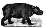 hippopotamus amphibius