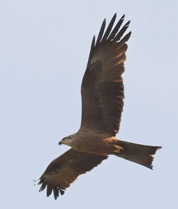 kite bird