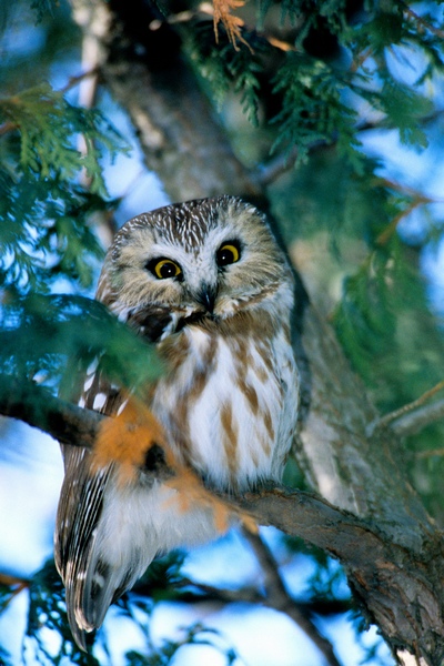 owl image