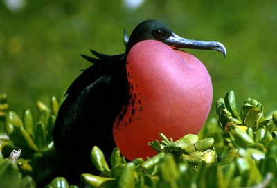Have you spotted a Magnificent Frigatebird?