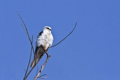 White-Tail Kite