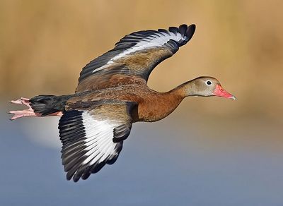 black-bellied-whistling_duck