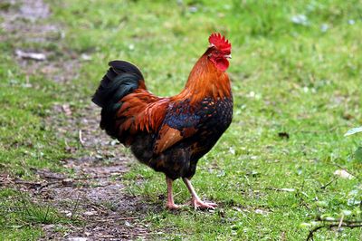 cock-Rooster