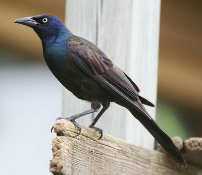 common grackle egg. Common Grackle