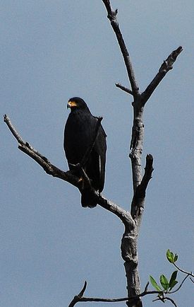 Mangrove Black Hawk