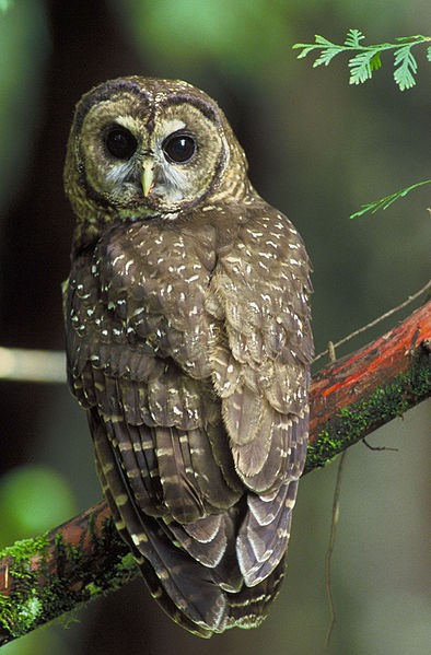 Northern Spotted Owl