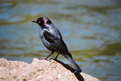 Brewers Blackbird: Have you seen this bird?