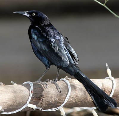 great-tailed_grackle