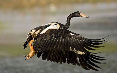 Magpie Goose: Have you seen this bird?