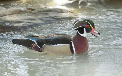 Wood Duck: Have you seen this duck?