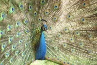 Peacock: Have you seen one lately?