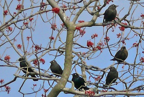 Rusty Blackbirds by Larry Meade - Huntley Meadows Park, Fairfax County, VA, 3-26-08
