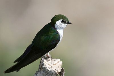 Violet-green Swallow: Have you seen this bird?