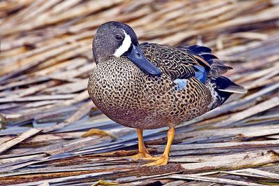 Blue-Winged Teal: Have you seen this bird?