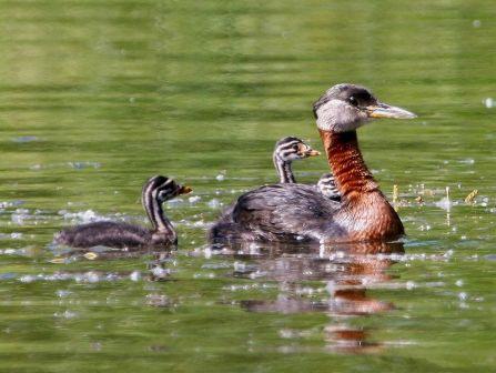 Red-necked Grebe: Have you seen this bird?