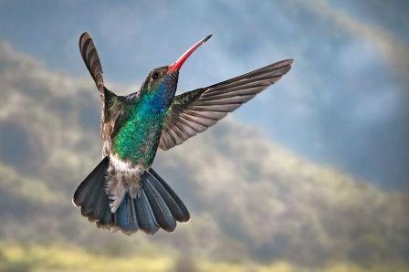 Broad-billed Hummingbird: Have you seen this bird?