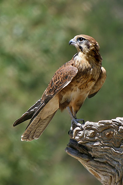 Brown-Falcon