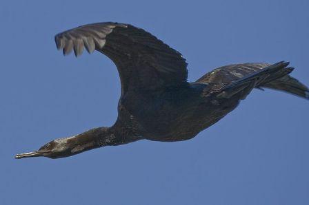 Pelagic Cormorant: Have you seen this bird?