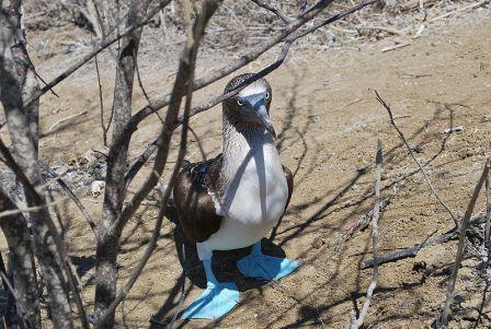 Blue-footed Booby: Have you seen blue-foot lately?