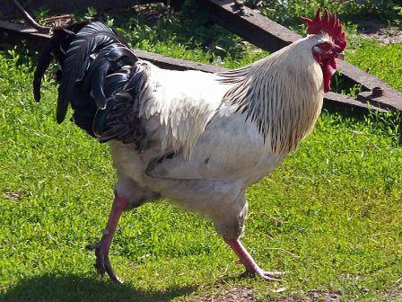Sussex Rooster - chicken