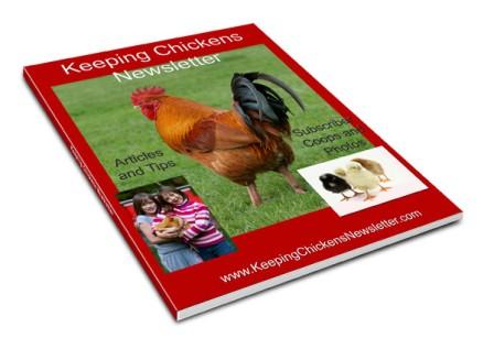 Keeping Chickens Newsletter