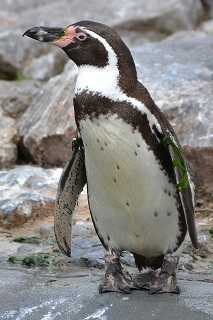 penguin