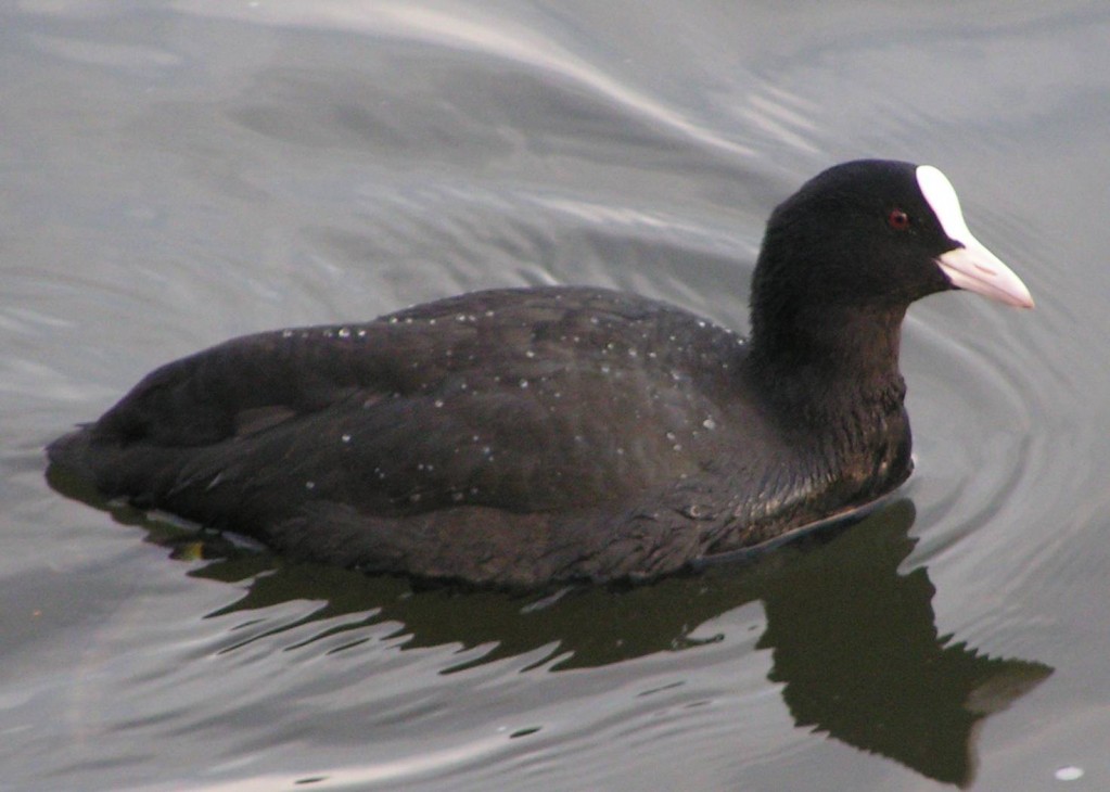 Bald as a coot Bird Quote Birds, Quotes, Trivia and More