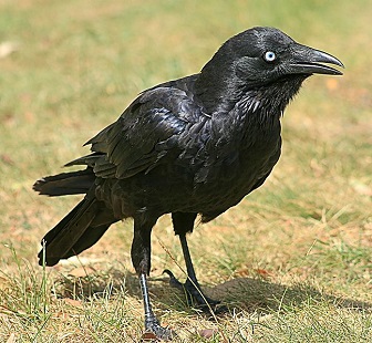 little raven
