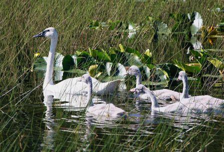 Trumpeter Swan brood