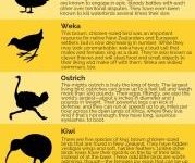 Flightless Birds infographic
